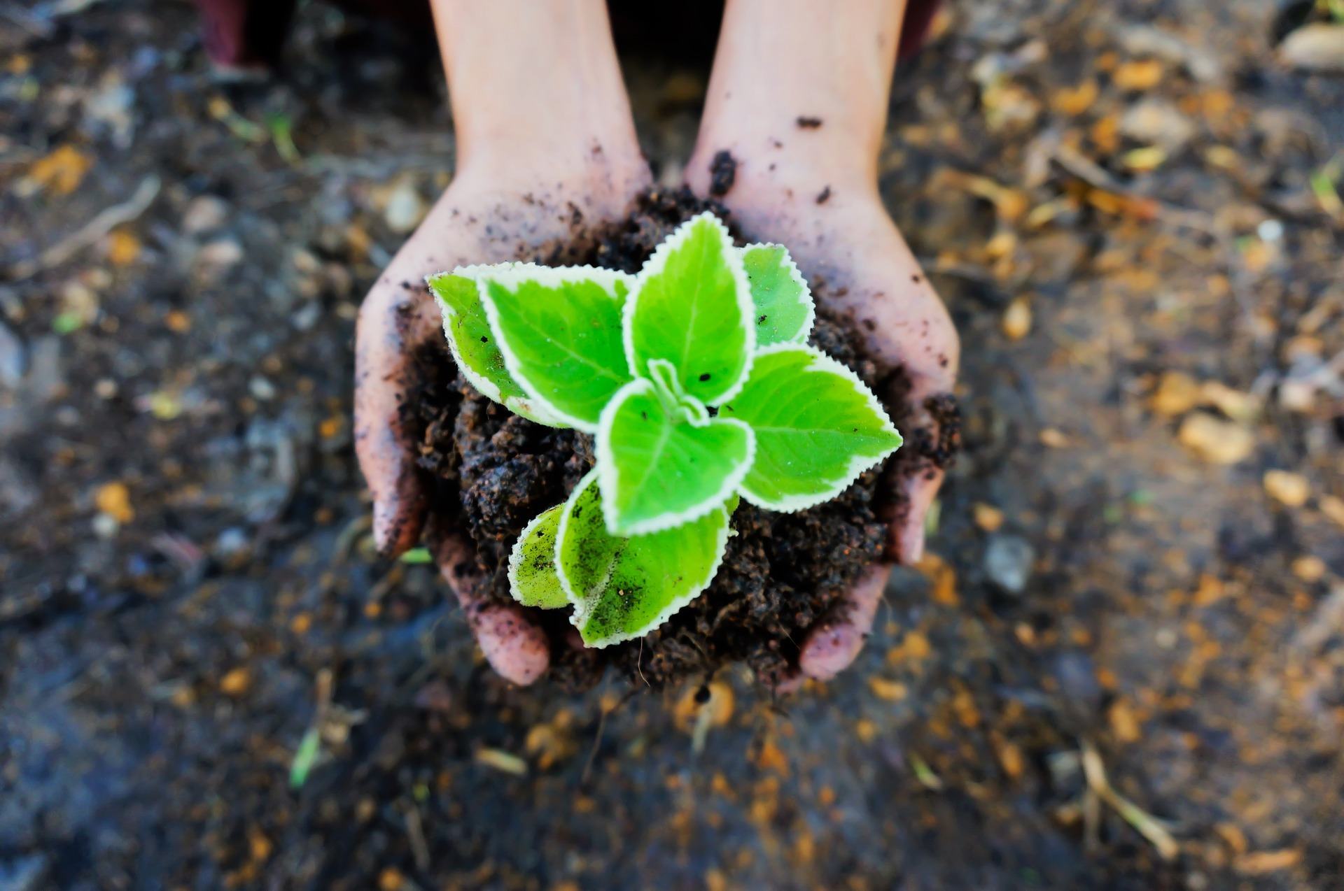 planting the seeds for your business